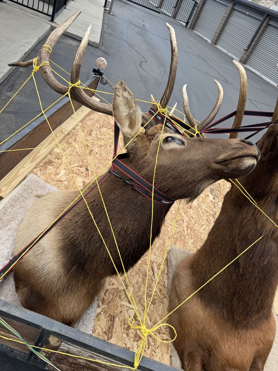2 Large Elk Taxidermy Mount with Impressive Antlers - Rustic Home Decor