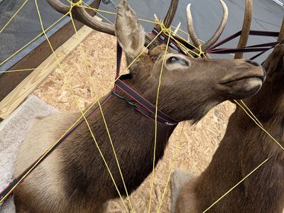 2 Large Elk Taxidermy Mount with Impressive Antlers - Rustic Home Decor