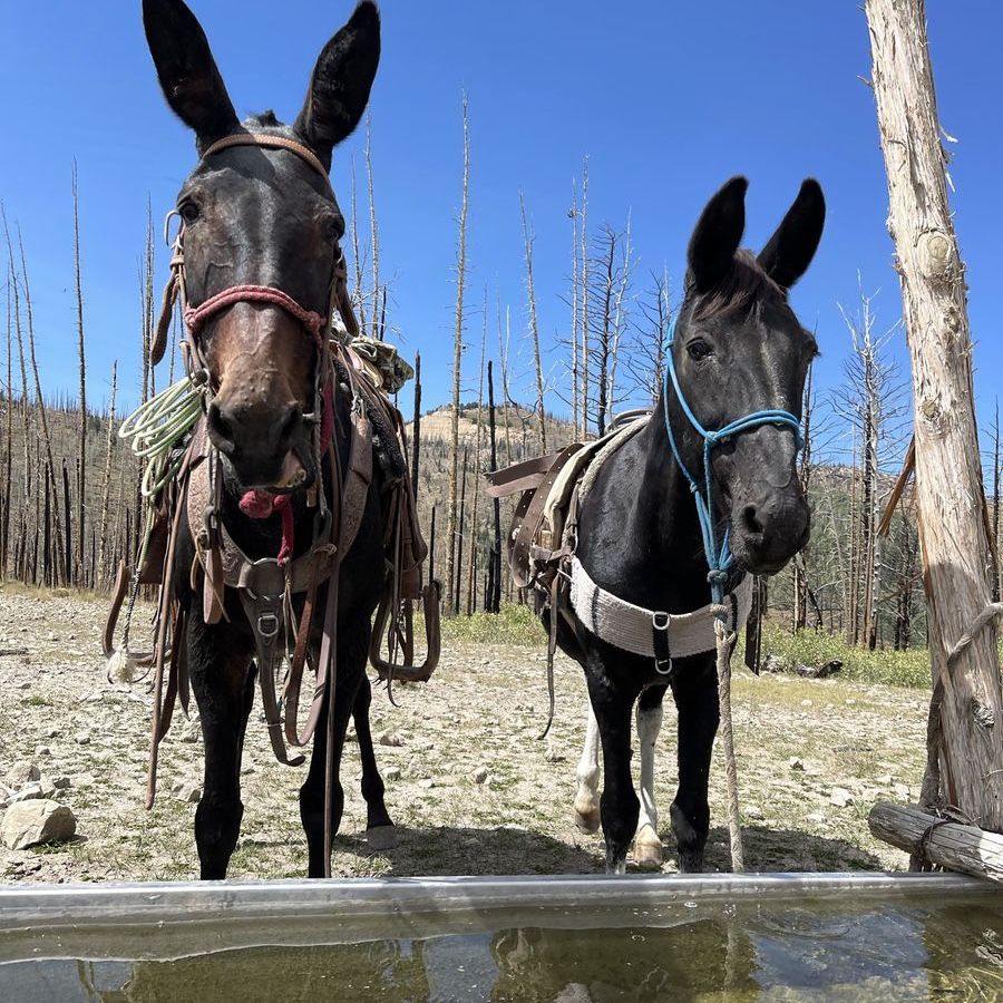 Gentle Mule