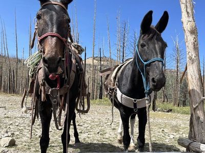 Gentle Mule