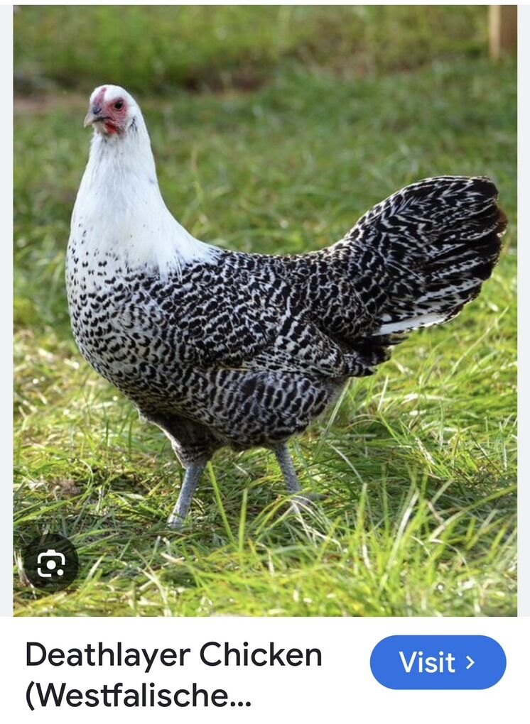 Fertile Deathlayer Chicken Eggs