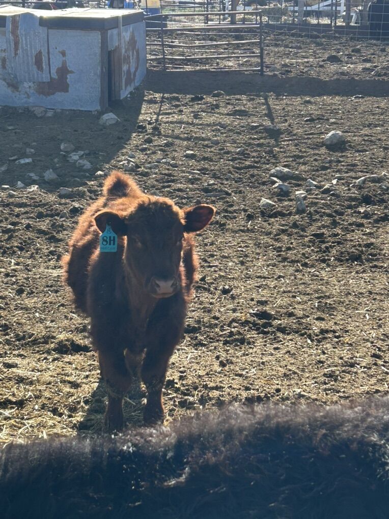 Real Nice Show Quality Steer