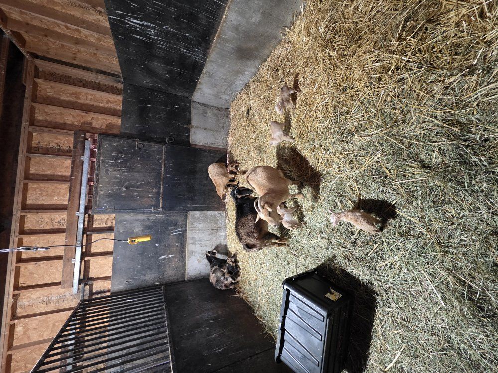 Nigerian Dwarf Herd Sale