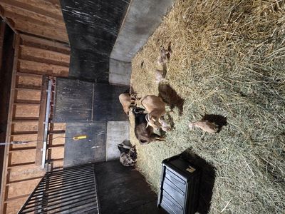 Nigerian Dwarf Herd Sale