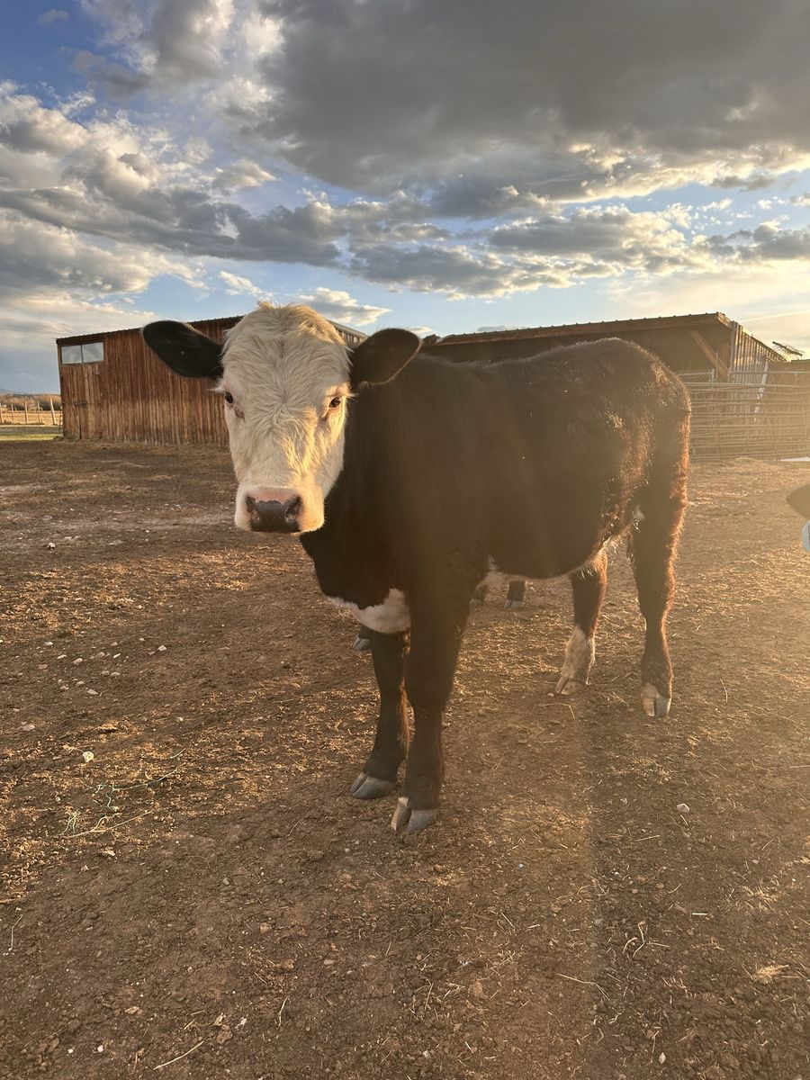 Big 1 Year Old Steer