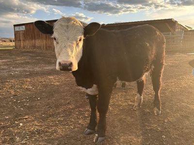 Big 1 Year Old Steer