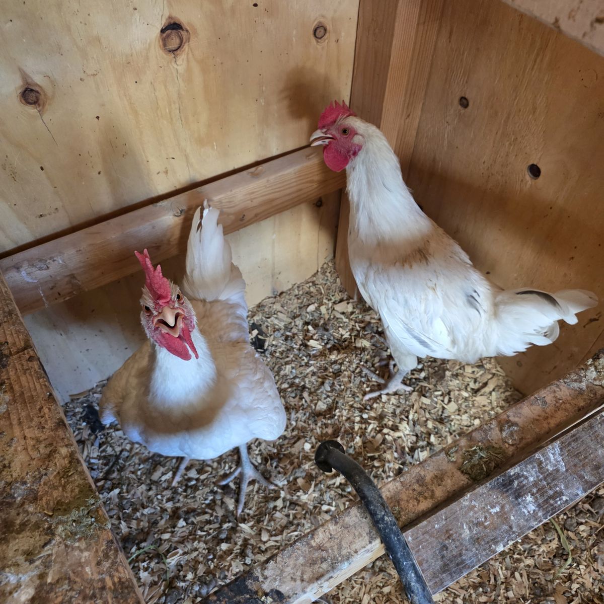 Zombie Roosters