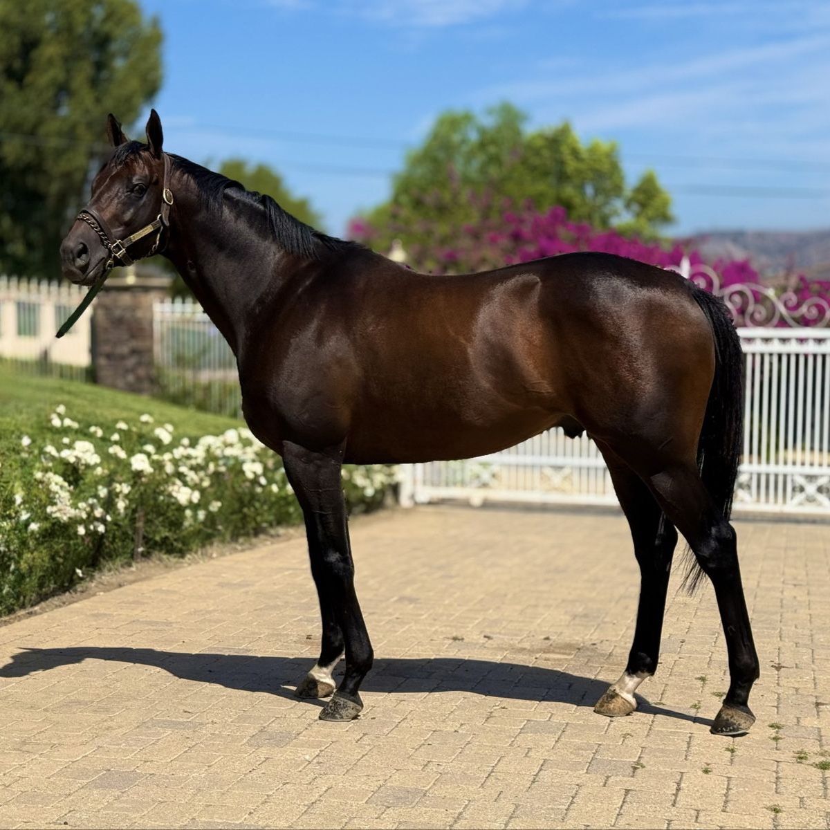 Stunning OTTB Stallion