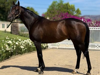 Stunning OTTB Stallion