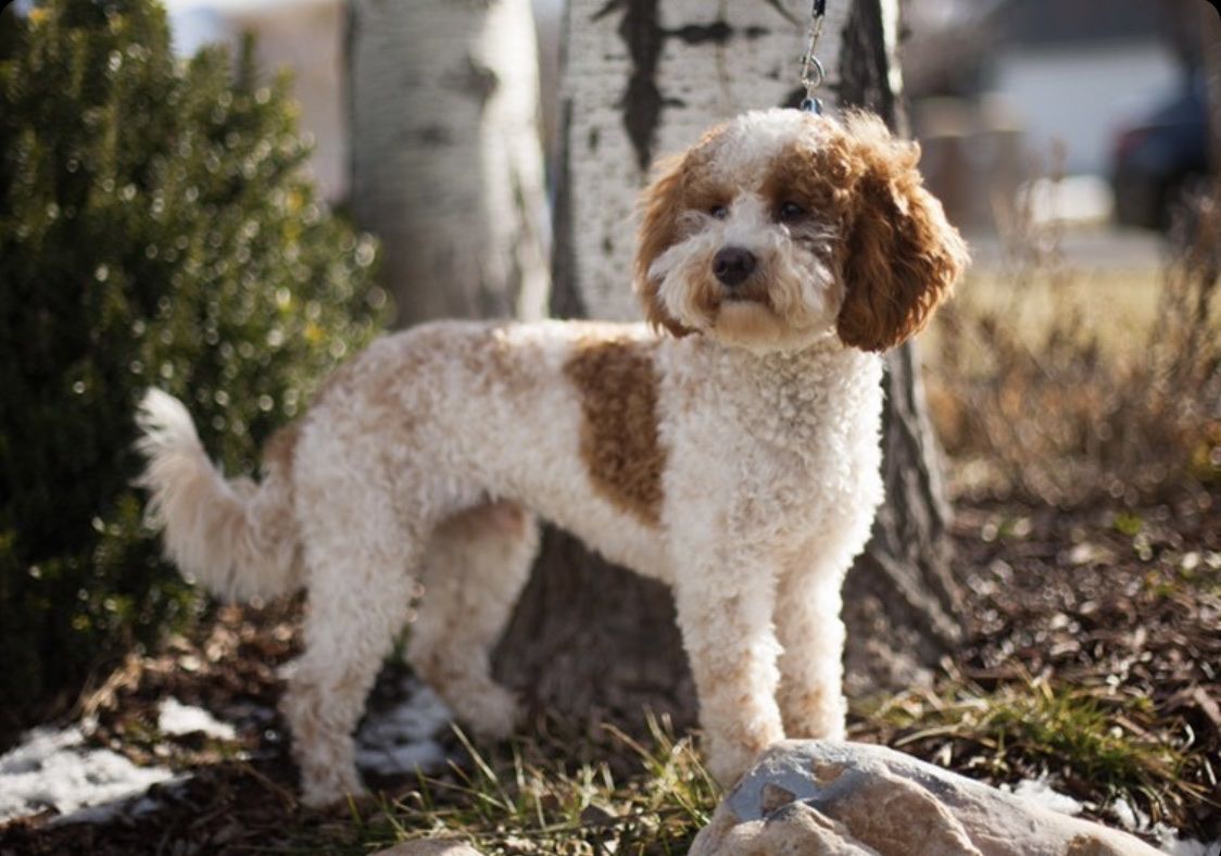 F1b Mini Goldendoodle Stud Service