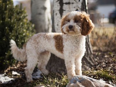 F1b Mini Goldendoodle Stud Service