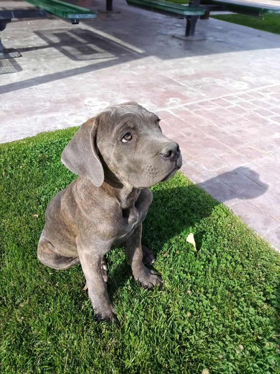 Registered purebred Cane Corso Puppies
