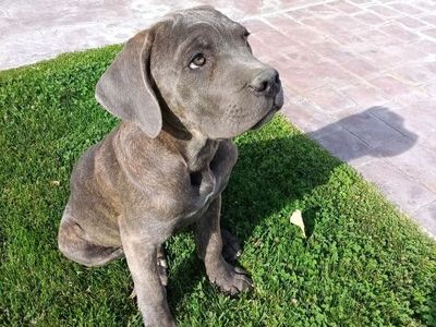 Registered purebred Cane Corso Puppies