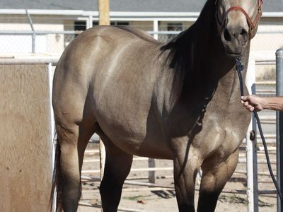 $750 introduction fee AQHA buckskin stud(running,cow bred) 16.1 hands