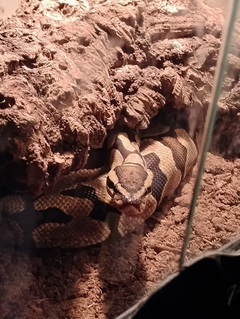Ball Python