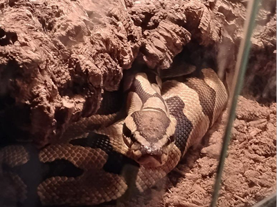 Ball Python