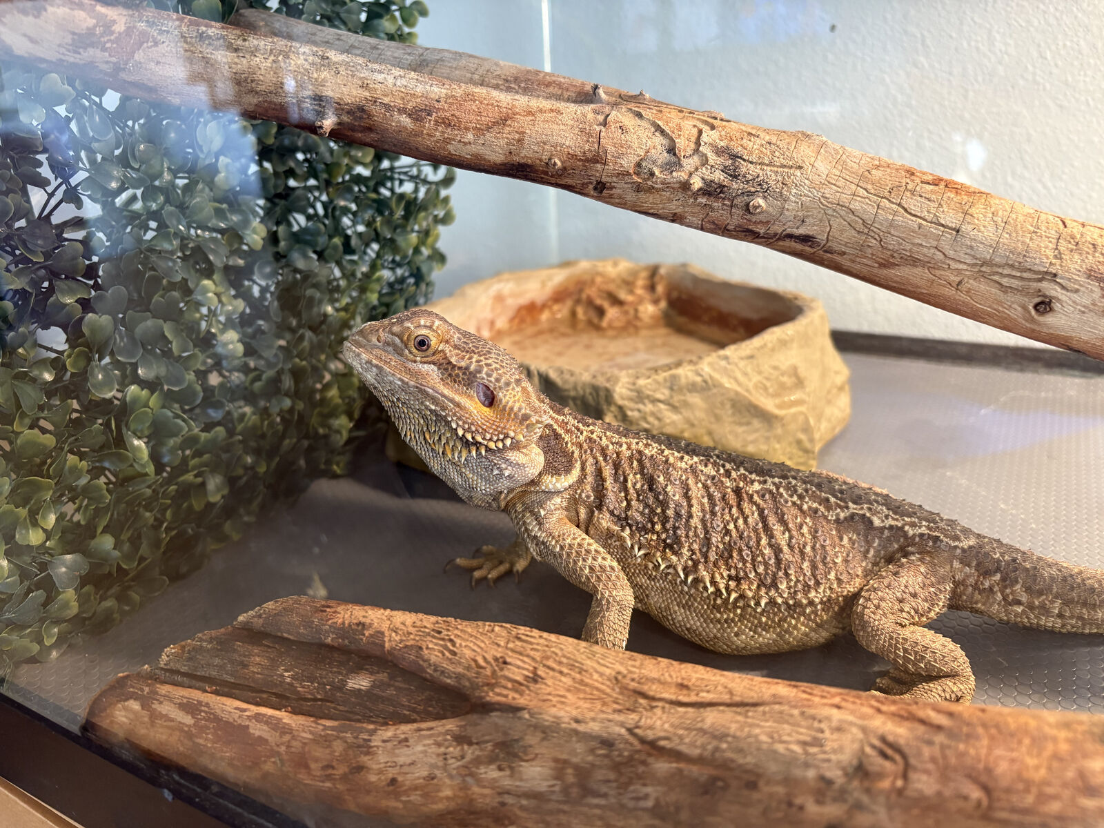 Bearded Dragon, Tank, and Accessories