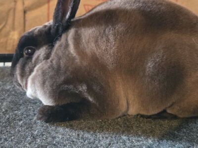 ISO Mini Rex Doe