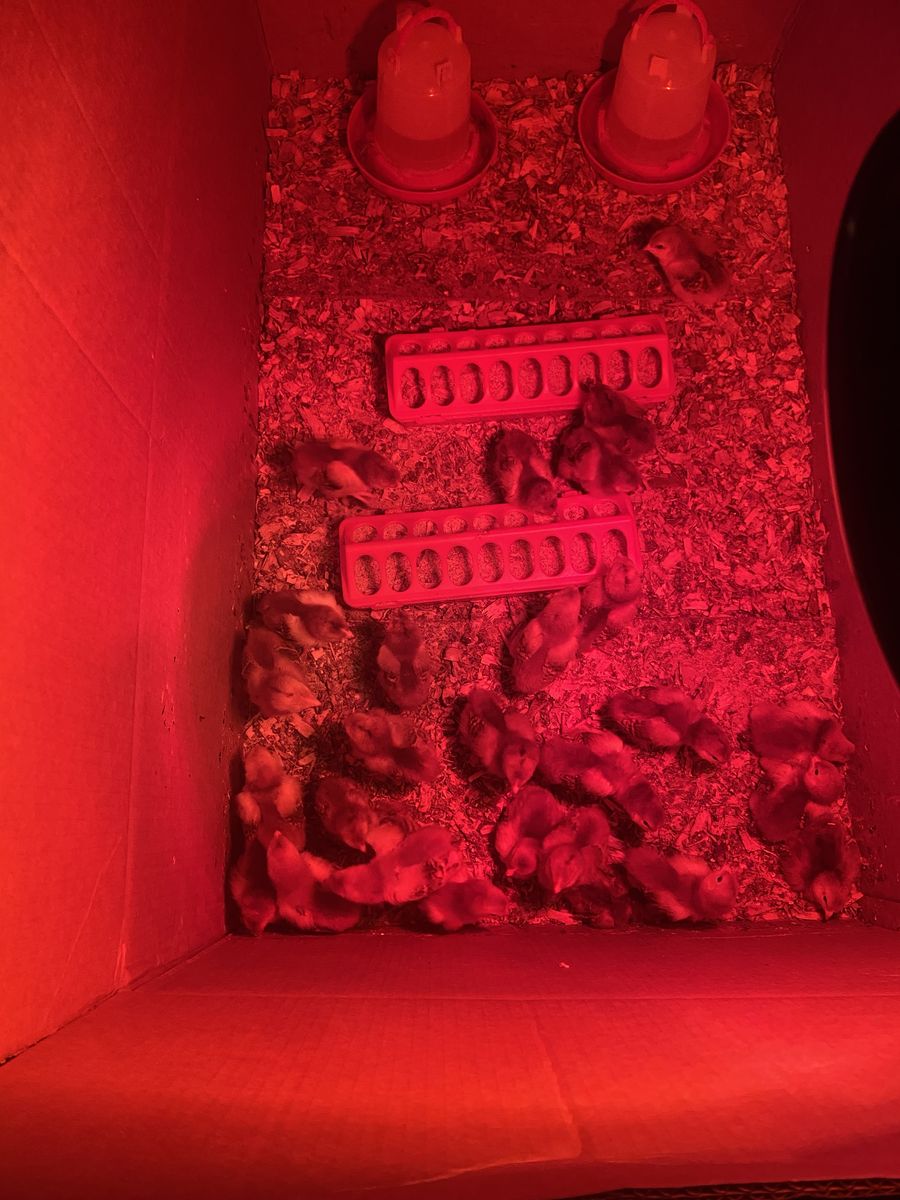Rhode Island Red chicks ($2 a chick! Sale)