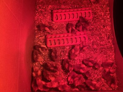 Rhode Island Red chicks ($2 a chick! Sale)