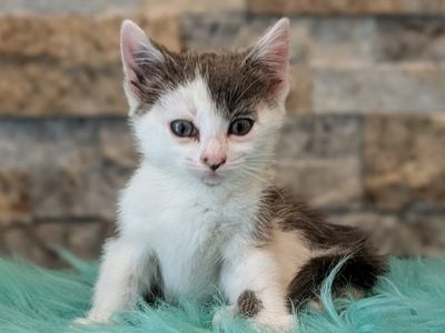 Gorgeous Kittens - LAST TWO