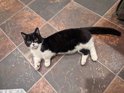 Scottish straight munchkin (male)