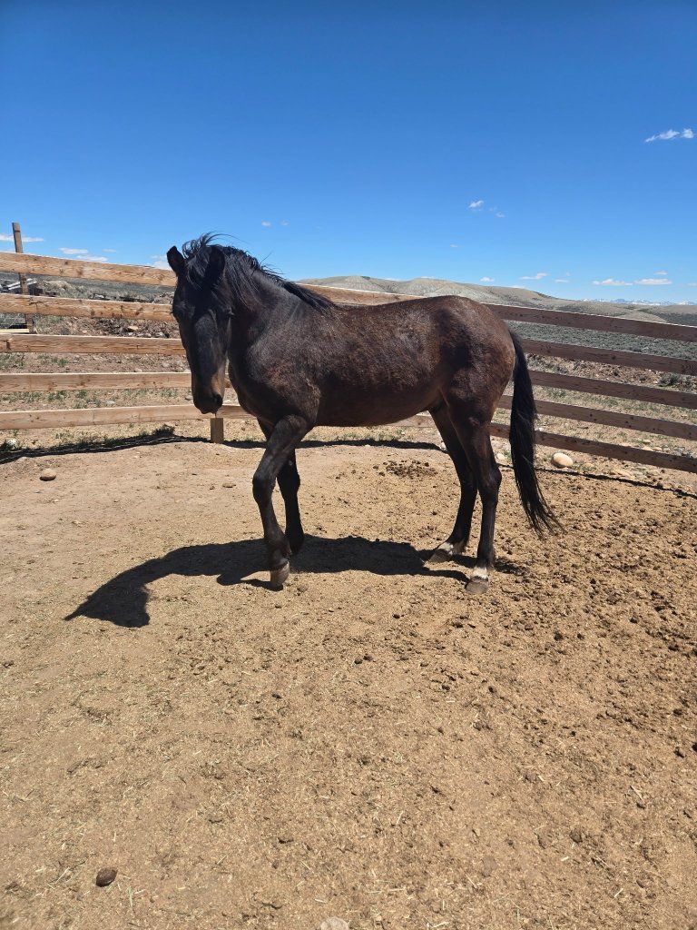Horse Grade Gelding