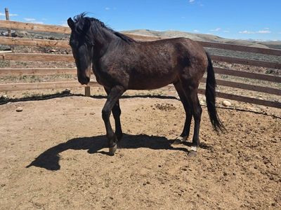 Horse Grade Gelding