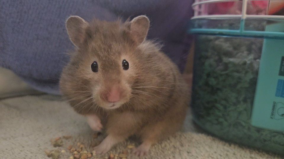 Hamster, Cage & Supplies