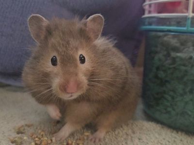 Hamster, Cage & Supplies