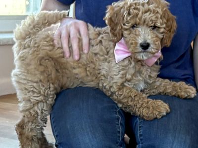 Mini Goldendoodles 16 pounds as adults Bernedoodle pups like aussiedoodle cavapoo cockapoo labradoodle poodle