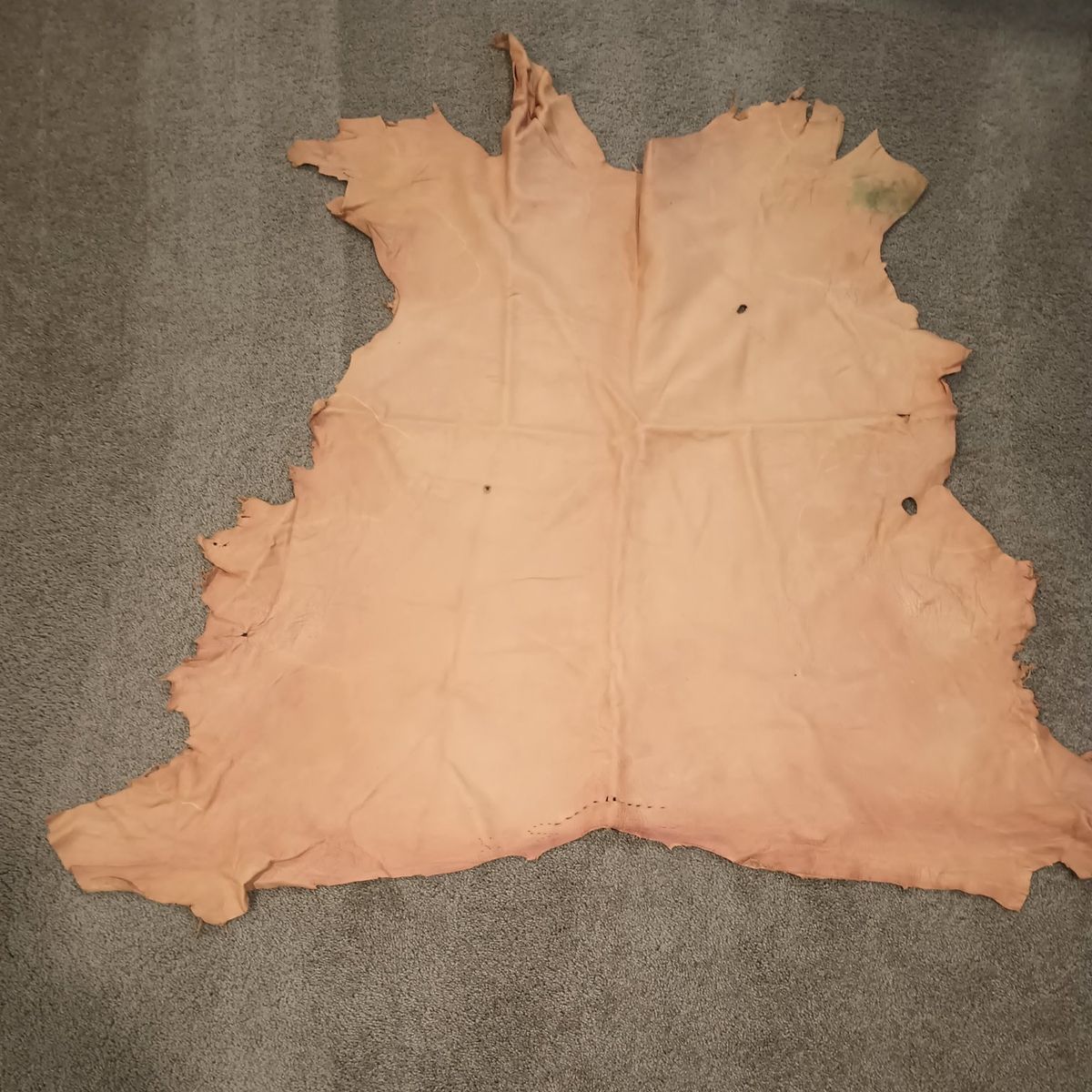 Mule deer hide tanned large size