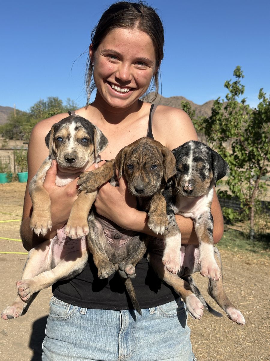 CATAHOULA PUPPIES