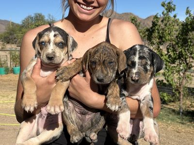 CATAHOULA PUPPIES
