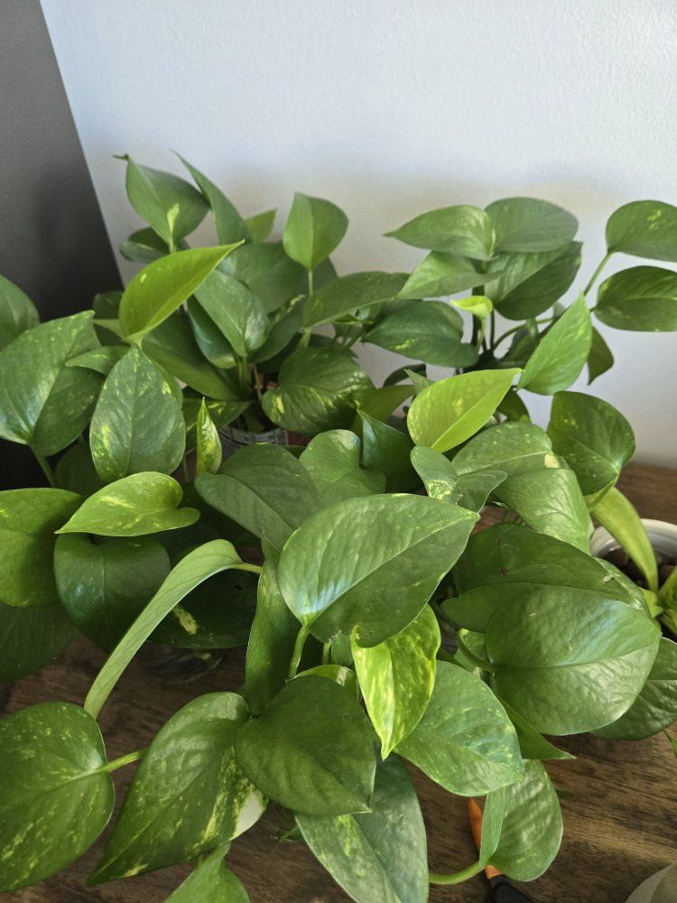 Lush Pothos Plant Cuttings - Easy to Grow Houseplant, Ready to Propagate