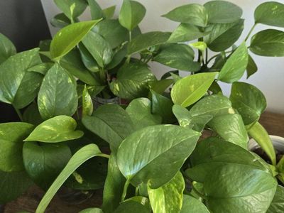 Lush Pothos Plant Cuttings - Easy to Grow Houseplant, Ready to Propagate