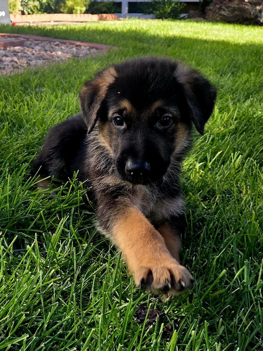 AKC German Shepherd Puppies Available June 19th, 2026