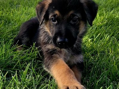 AKC German Shepherd Puppies Available June 19th, 2026