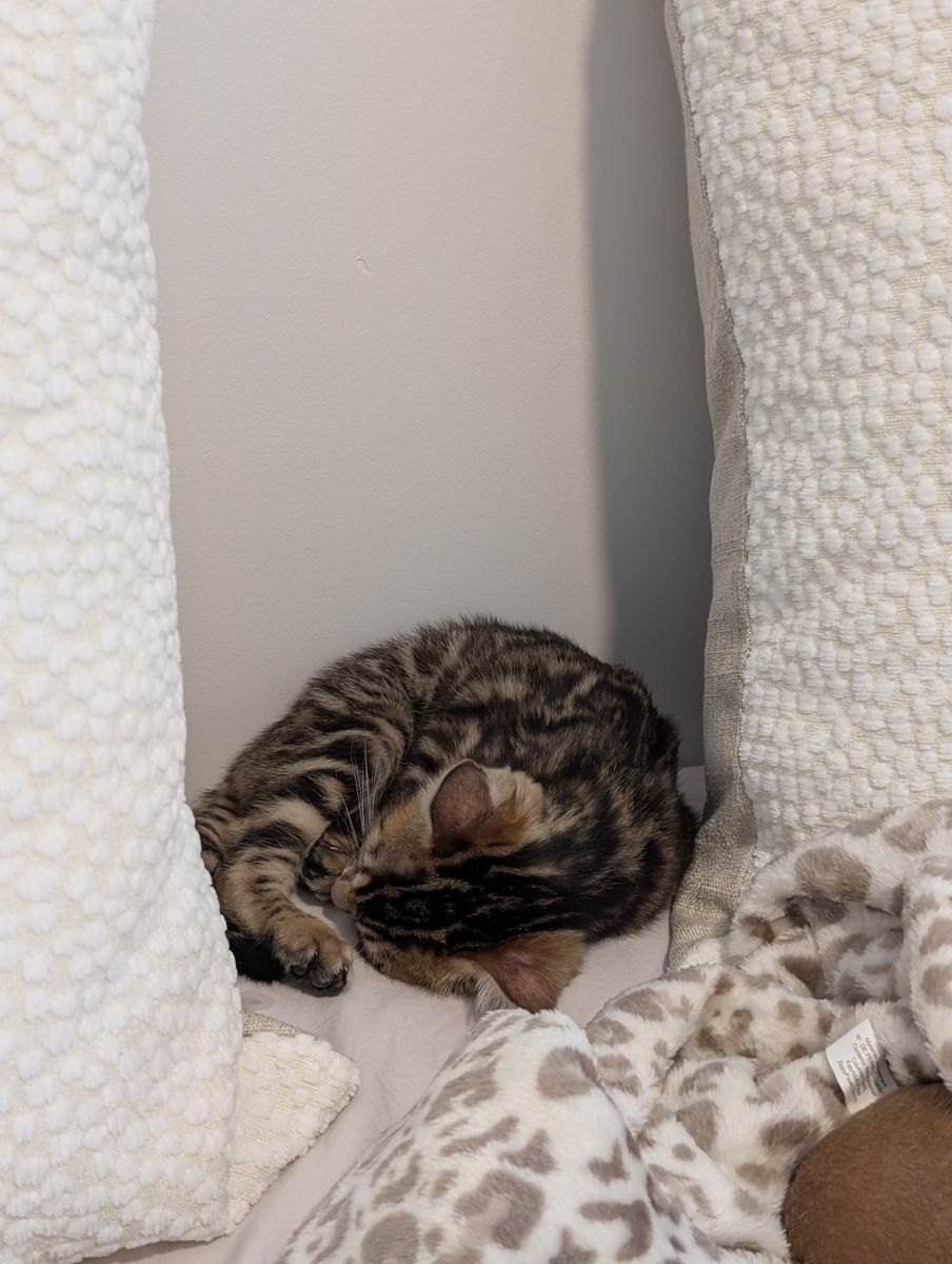 TICA Registered Fullbred Bengal Kitten 12 Weeks Old