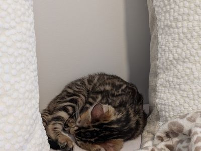 TICA Registered Fullbred Bengal Kitten 12 Weeks Old
