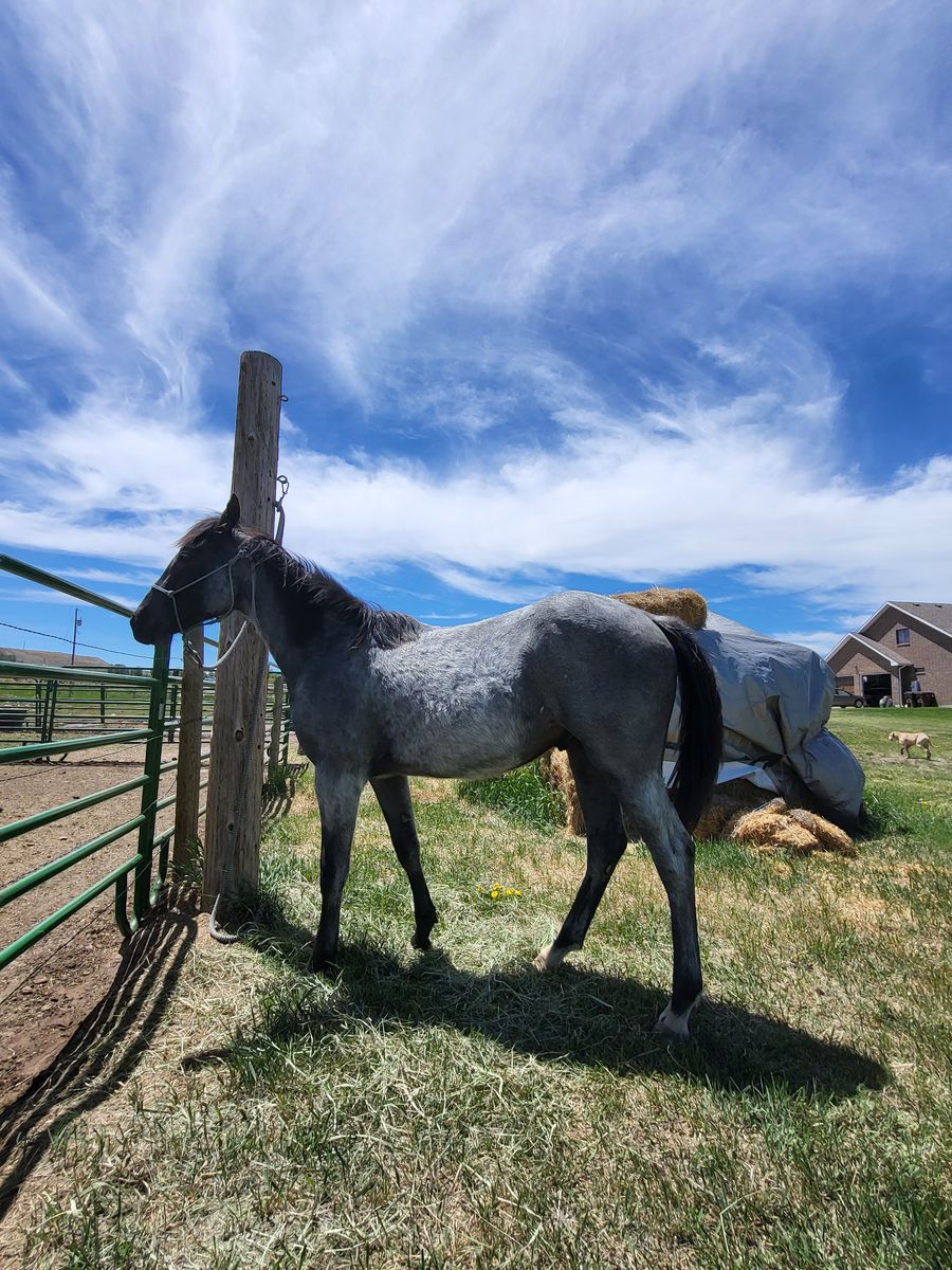 Yearling blue roan