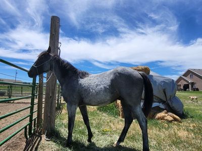 Yearling blue roan