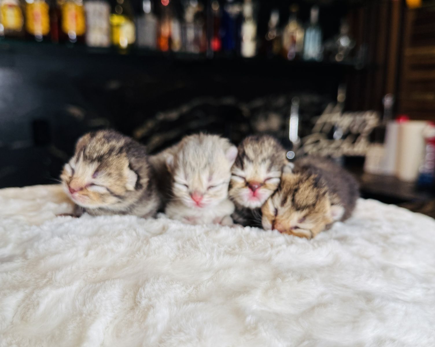 Scottish Straight/Fold Long and Shorthair Kittens