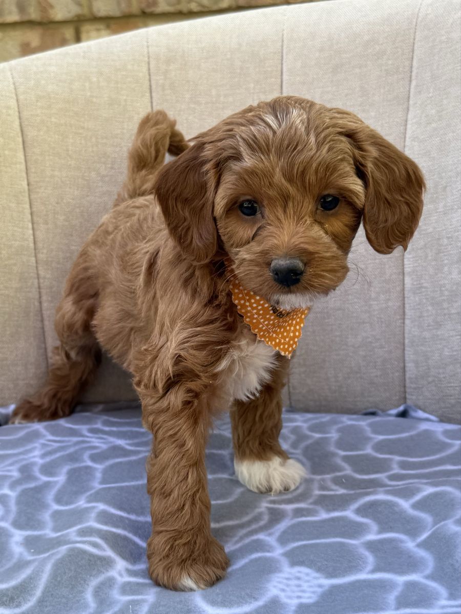 Micro multigen goldendoodles