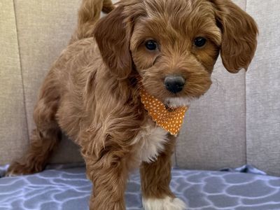 Micro multigen goldendoodles