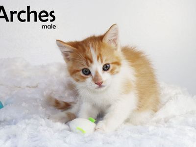 Ready Now! 9 Adorable Kittens - Farm Raised