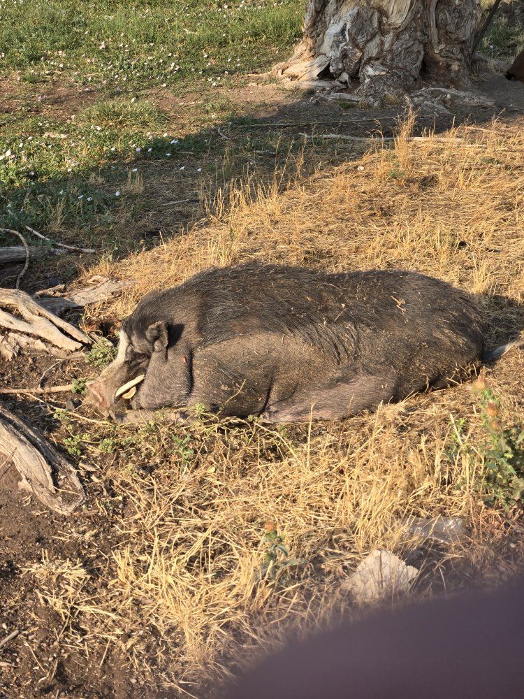 Potbellied Pig - Dark Coat with Tusks. FREE!