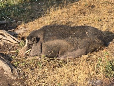 Potbellied Pig - Dark Coat with Tusks. FREE!