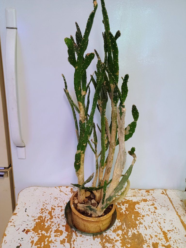 large Road kill Cactus. 31 " tall.