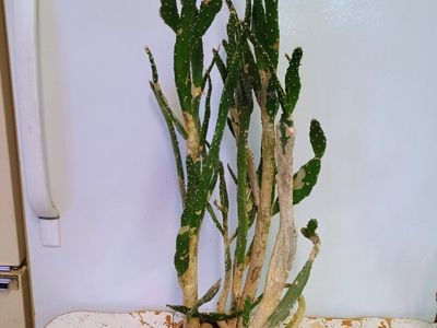 large Road kill Cactus. 31 " tall.